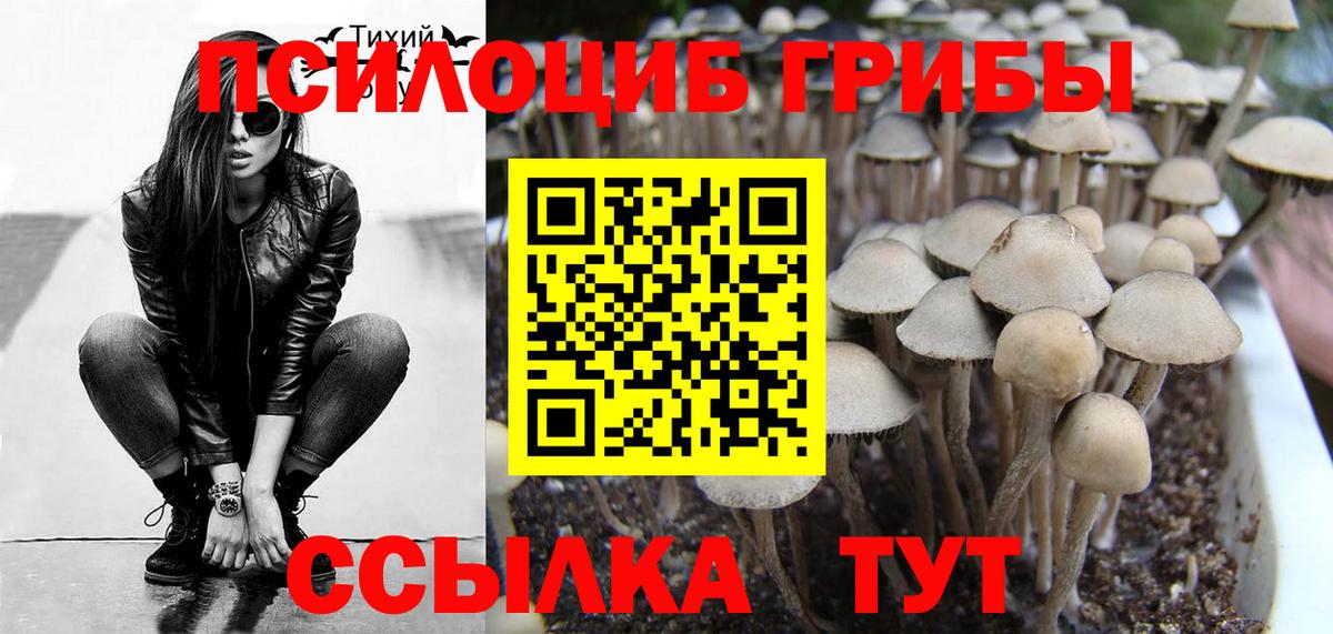 Псилоцибиновые грибы Psilocybe Сосновоборск